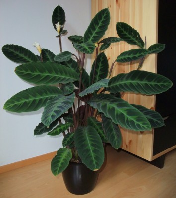 calathea warscewiczii_2.JPG