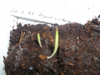 DSCI0394.JPG