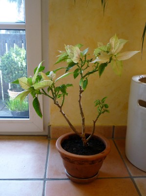 4_frühjahr_2011.jpg