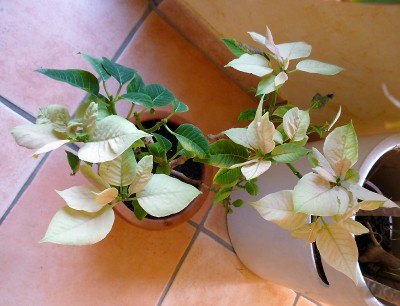 4_frühjahr_2011_2.jpg