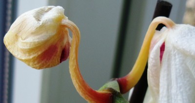DSCF9855.JPG