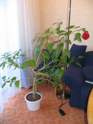 Hibiskus 2005_07_27.JPG