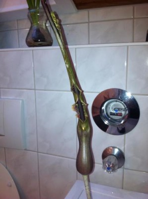 Foto(15).JPG