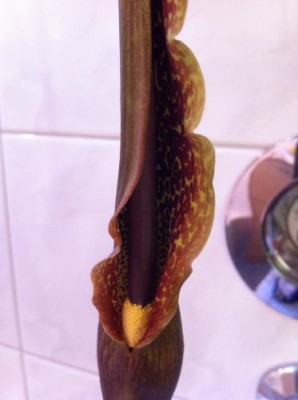 Foto(17).JPG
