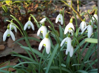 schneeglöckchen2.jpg