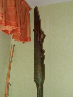 Konjac16.jpg