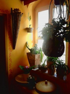 Osterkaktus'weiß..'orange..und weitere Blattkakteenarten.JPG