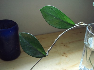 Ableger von einer Rankpflanze-Hoya carnosa bewurzeln · Samen & Anzucht &  Vermehrung · GREEN24 Pflanzen & Garten Forum
