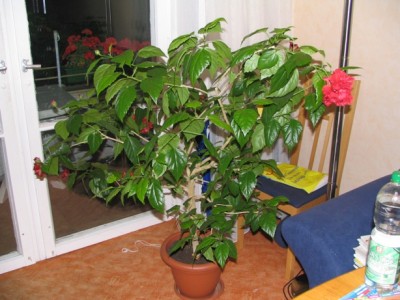 2006_09_14 mein Hibiskus_1.JPG