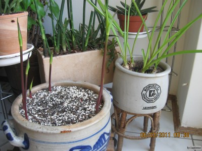 Gloriosa,  Ruhmeskrone.jpeg