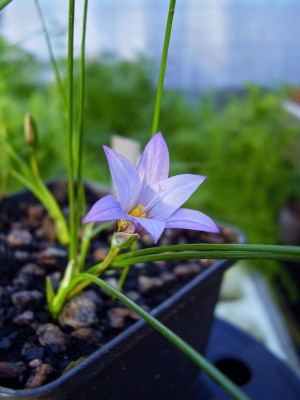 Romulea bulbocodium 2005-46 (1).jpg