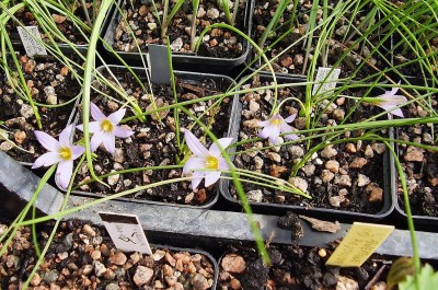 Romulea bulbocodium 2005-46 (2).jpg