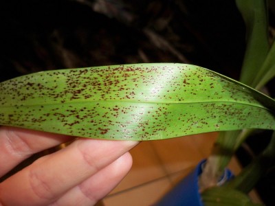 blatt2.JPG