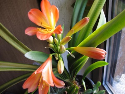 Clivia.JPG