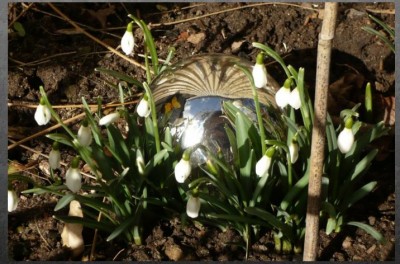 Schneeglöckchen bbbssx.JPG