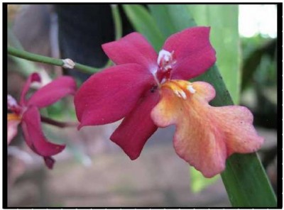 Puzzle Orchidee 6.JPG