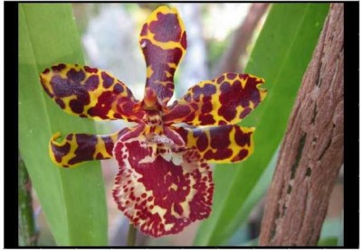 Puzzle Ochidee 5.JPG