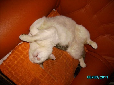 alle Tiere 003.jpg