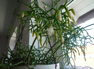 Saglionis 1. Blüte.JPG