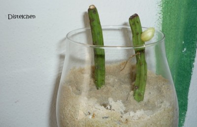 Knospe Megalantha.JPG