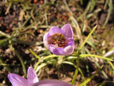Krokus mit Biene.JPG