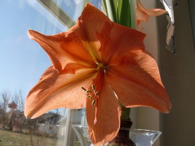 Amaryllis 9.jpg