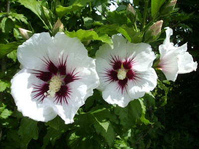 Hibiscus weiß.JPG