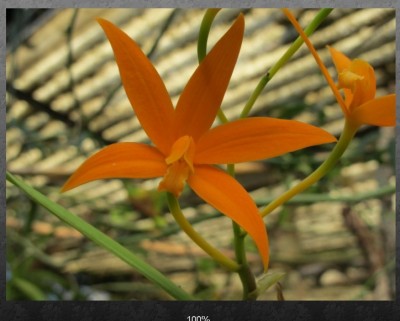 orchidee 07.03.11.jpg