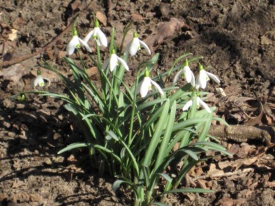 Schneeglöckchen.jpg