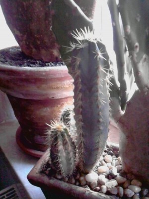 ..welcher Stachler....JPG