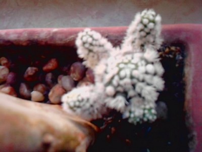 ..welcher Stachler...JPG