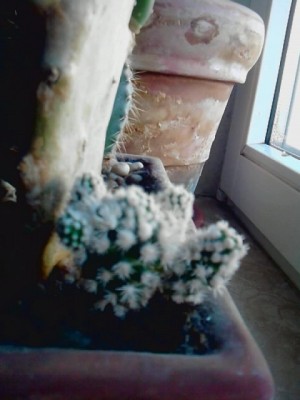 ..wie heißt dieser Stachler...JPG