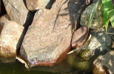 Frösche3.JPG