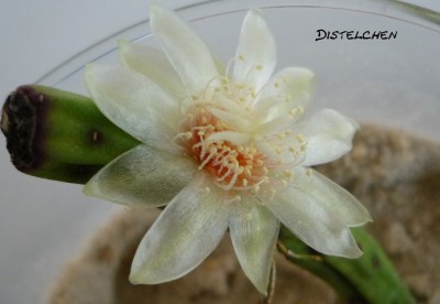 Blüte megalantha2.JPG