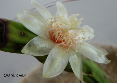 Blüte megalantha1.JPG