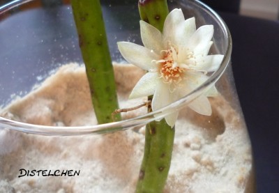 Blüte megalantha.JPG