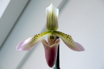 Hybrid B1 flower 1.jpg