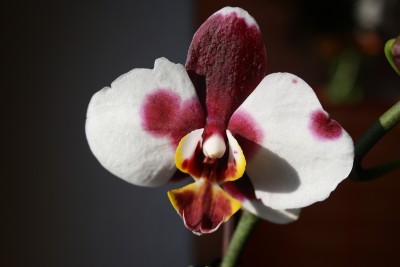 IMG_0294.JPG