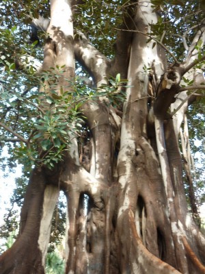 ficus elastica.JPG