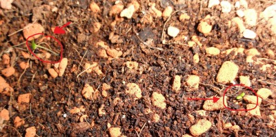 Hawaii-Palmen-Nachwuchs 8.3.11.JPG