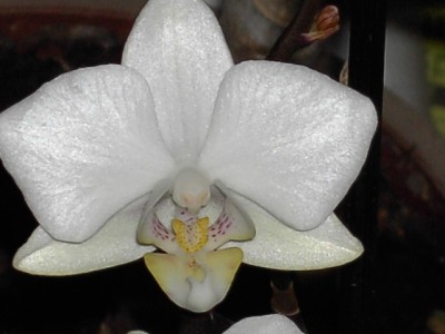 Phalaenopsis Esmeralda weiß - März 2011_4.JPG