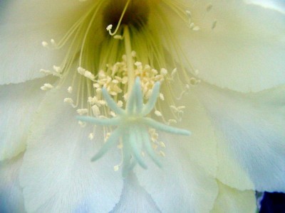 Blüte innen.jpg