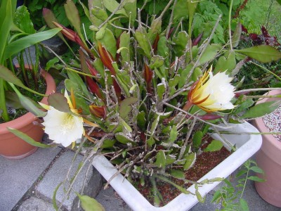 2 blüten gleichzeitig.jpg