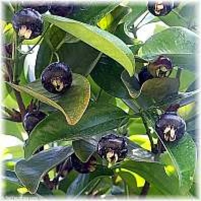 eugenia_brasiliensis_fruechte.jpg