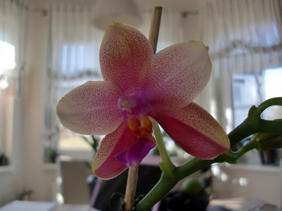 Phalaenopsis Liodoro #2-4.jpg