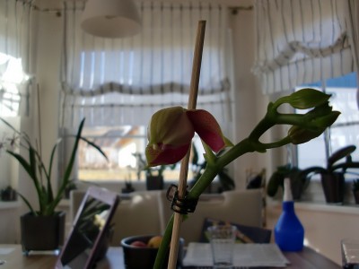 Phalaenopsis Liodoro #2-3.jpg