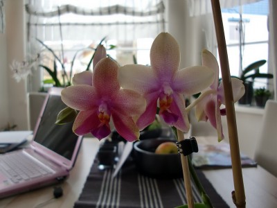 Phalaenopsis Liodoro #1-11.jpg