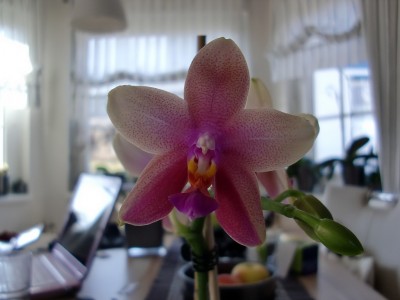 Phalaenopsis Liodoro #1-9.jpg