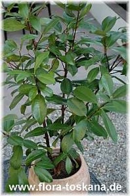 eugenia_brasiliensis_1_-_201205.jpg