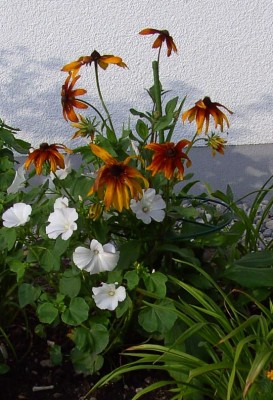 Rudbeckia_hirta8457.jpg